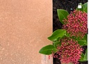 Porcelain Outdoor Paving Apavisa Fire Rosso